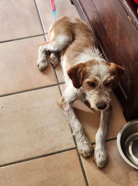 Mix spinoncino 1anno kg 10 se nn trova casa torna al sud! MILANO | Foto 2