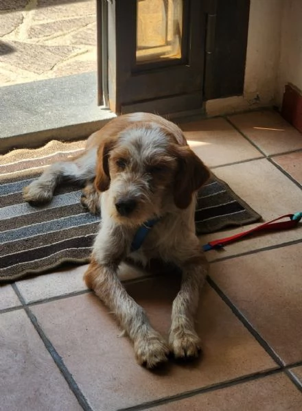 Mix spinoncino 1anno kg 10 se nn trova casa torna al sud! MILANO | Foto 1