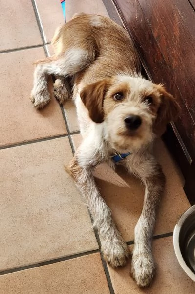Mix spinoncino 1anno kg 10 se nn trova casa torna al sud! MILANO