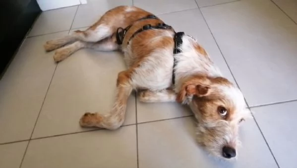 Mix spinoncino 1anno kg 10 se nn trova casa torna al sud! MILANO | Foto 0