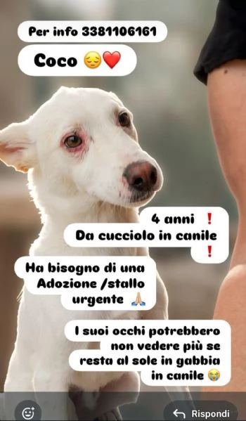 Coco 4anni tg contenuta in box da sempre. BARI