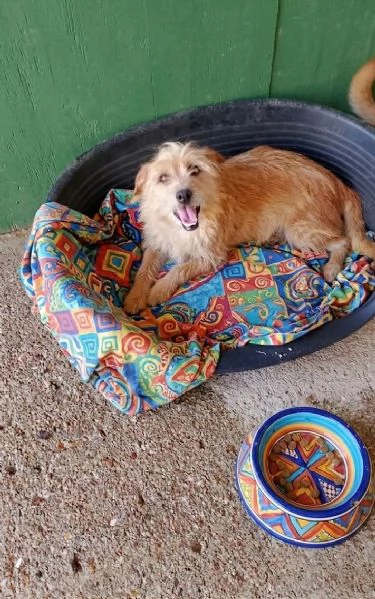 Mix Yorkino 4anni e femmina yorkina 7anni SUD | Foto 0