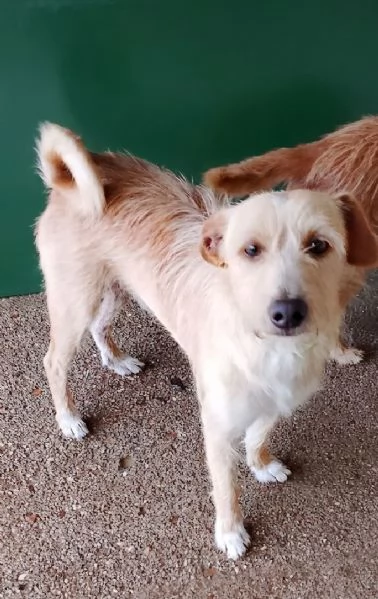 Mix Yorkino 4anni e femmina yorkina 7anni SUD
