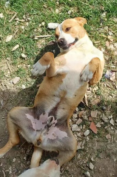 Amstaff super affettuoso  5anni finito in canile anni fa  | Foto 1