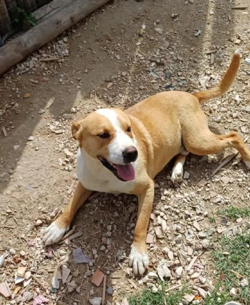 Amstaff super affettuoso  5anni finito in canile anni fa  | Foto 0