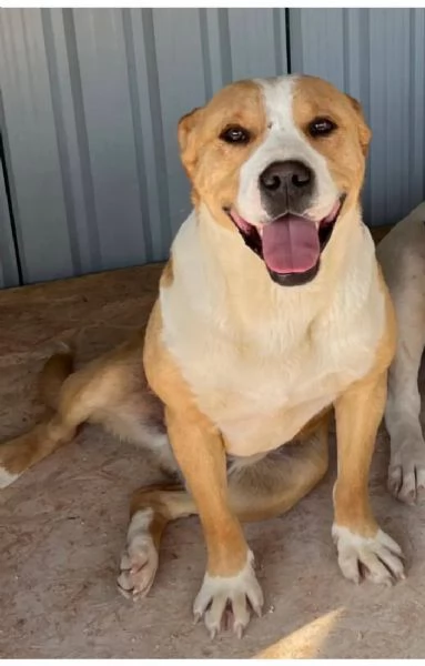 Amstaff super affettuoso  5anni finito in canile anni fa 