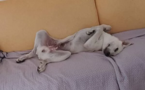 5mesi maschio mix Labrador ok gatti URGENTE [hidden] | Foto 0