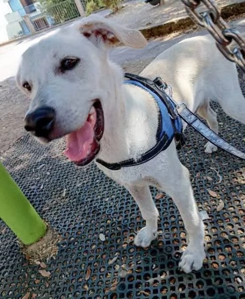 5mesi maschio mix Labrador ok gatti URGENTE [hidden]