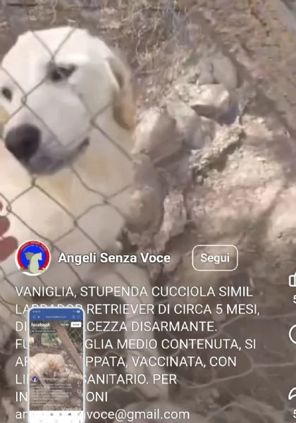 Mix Labrador Retriever femmina 6mesi in recinto a pane secco!! HELP | Foto 4