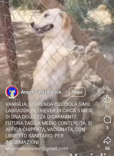 Mix Labrador Retriever femmina 6mesi in recinto a pane secco!! HELP