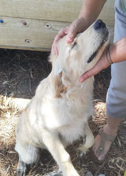 Mix Labrador Retriever femmina 6mesi in recinto a pane secco!! HELP | Foto 3