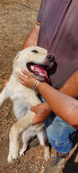 Mix Labrador Retriever femmina 6mesi in recinto a pane secco!! HELP | Foto 2