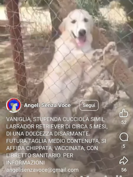 Mix Labrador Retriever femmina 6mesi in recinto a pane secco!! HELP | Foto 1
