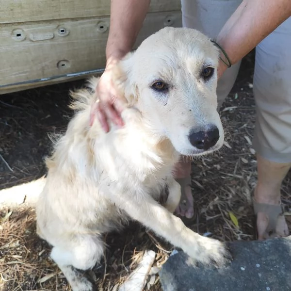Mix Labrador Retriever femmina 6mesi in recinto a pane secco!! HELP | Foto 0