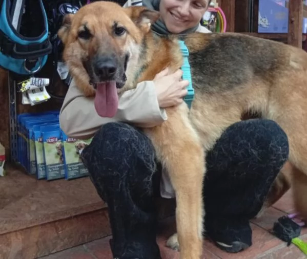 Femmina Pastore 6anni non pu&ograve; tornare in canile PUGLIA | Foto 6