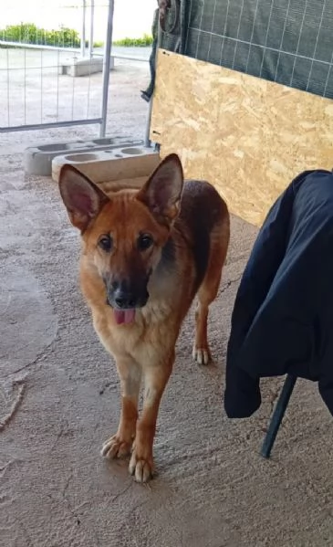 Femmina Pastore 6anni non pu&ograve; tornare in canile PUGLIA | Foto 4