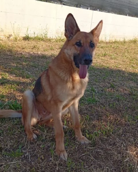 Femmina Pastore 6anni non pu&ograve; tornare in canile PUGLIA
