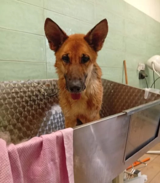 Femmina Pastore 6anni non pu&ograve; tornare in canile PUGLIA | Foto 1