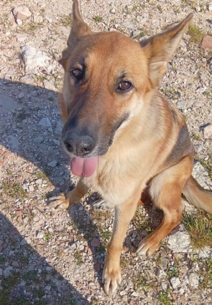 Femmina Pastore 6anni non pu&ograve; tornare in canile PUGLIA | Foto 0