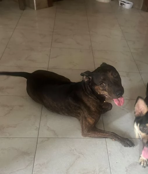 Mix Pinscher 4anni tigratino kg12 CASERTA