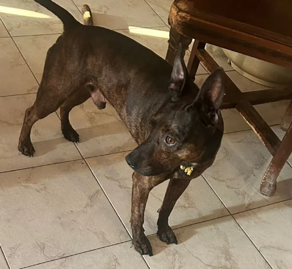 Mix Pinscher 4anni tigratino kg12 CASERTA | Foto 6