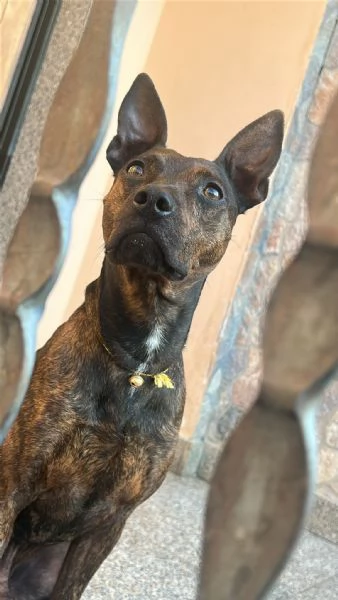 Mix Pinscher 4anni tigratino kg12 CASERTA | Foto 5