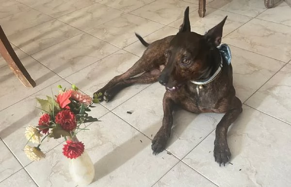Mix Pinscher 4anni tigratino kg12 CASERTA | Foto 4