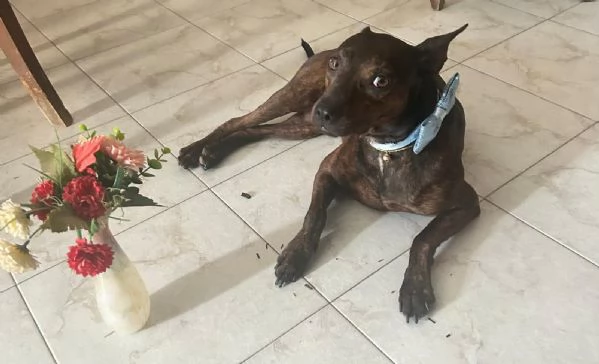 Mix Pinscher 4anni tigratino kg12 CASERTA | Foto 3