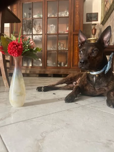 Mix Pinscher 4anni tigratino kg12 CASERTA | Foto 2