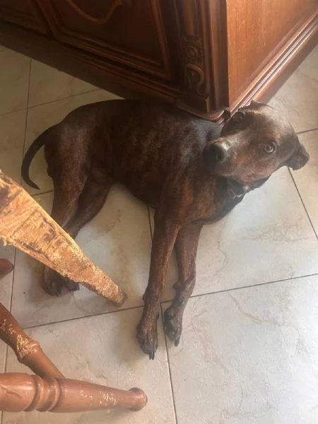 Mix Pinscher 4anni tigratino kg12 CASERTA | Foto 1