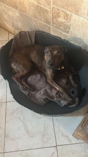 Mix Pinscher 4anni tigratino kg12 CASERTA | Foto 0