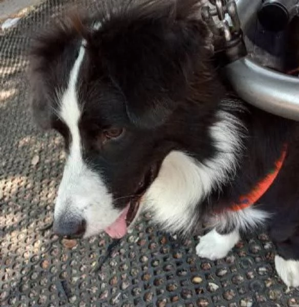 Simil Border Collie 1anno ADOZIONE DEL CUORE!! SARDEGNA | Foto 0
