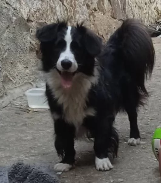 Simil Border Collie 1anno ADOZIONE DEL CUORE!! SARDEGNA