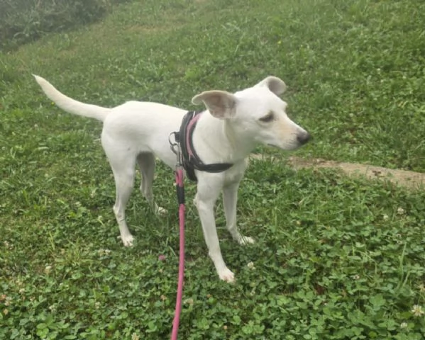 Bora 2anni 10kg,ADOZIONE SALTATA,SOS BERGAMO | Foto 2