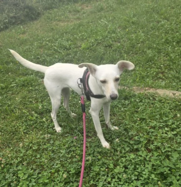 Bora 2anni 10kg,ADOZIONE SALTATA,SOS BERGAMO | Foto 0