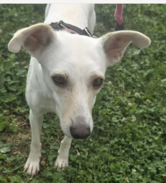 Bora 2anni 10kg,ADOZIONE SALTATA,SOS BERGAMO