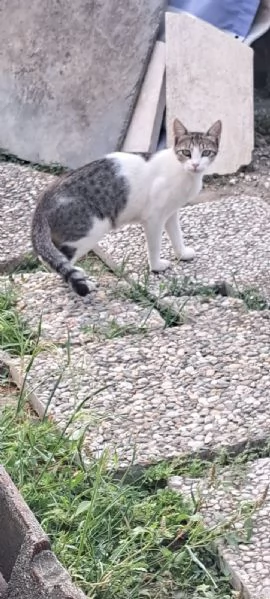 3micini 3mesi e giovane mamma SOS AIUTO VOGHERA( PV) | Foto 6