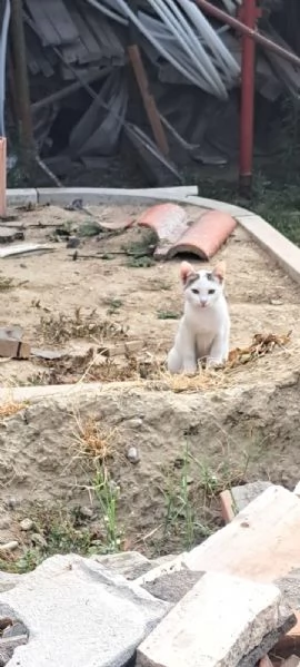 3micini 3mesi e giovane mamma SOS AIUTO VOGHERA( PV) | Foto 5