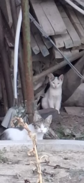 3micini 3mesi e giovane mamma SOS AIUTO VOGHERA( PV) | Foto 3