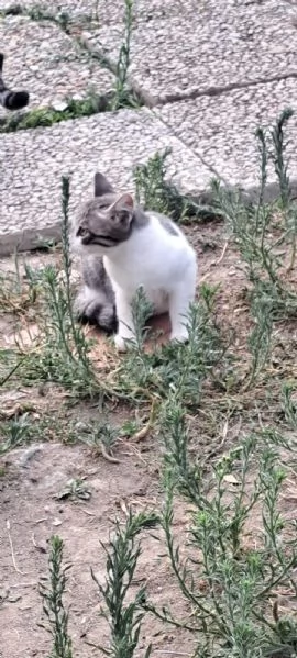 3micini 3mesi e giovane mamma SOS AIUTO VOGHERA( PV) | Foto 2