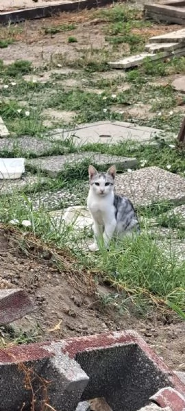 3micini 3mesi e giovane mamma SOS AIUTO VOGHERA( PV) | Foto 0