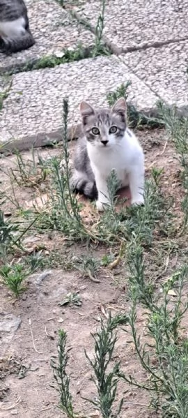 3micini 3mesi e giovane mamma SOS AIUTO VOGHERA( PV)