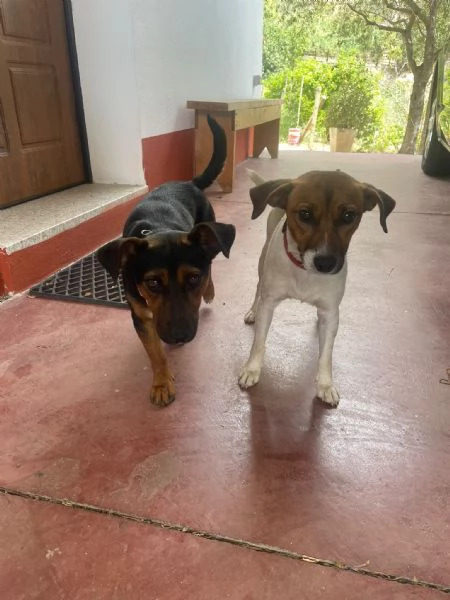 2fratellini 1anno kg 5 a fine mese in canile NUORO | Foto 4