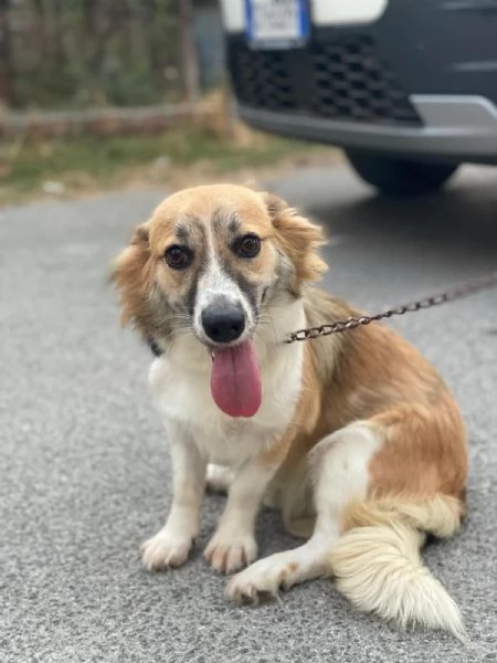 Lady mix Corgi 10mesi kg 8 MESSINA SOS CASA | Foto 2