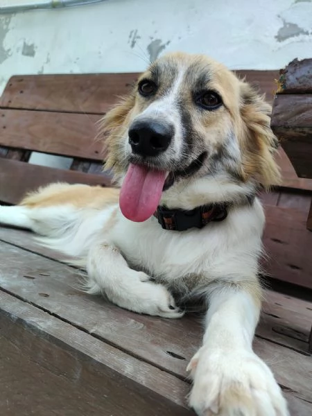 Lady mix Corgi 10mesi kg 8 MESSINA SOS CASA | Foto 1