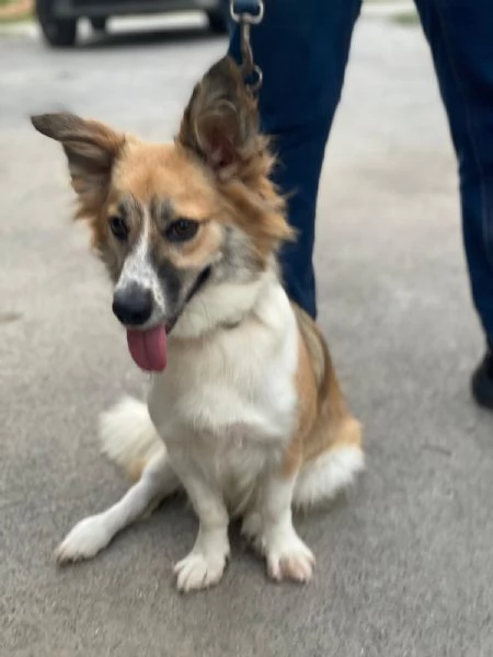 Lady mix Corgi 10mesi kg 8 MESSINA SOS CASA | Foto 0