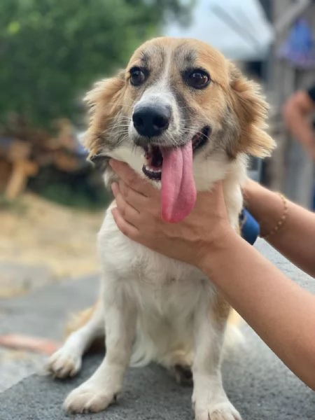 Lady mix Corgi 10mesi kg 8 MESSINA SOS CASA