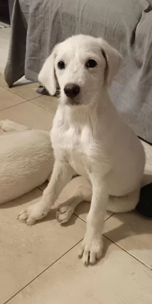 Mimi femmina sui 4mesi tg media SOS CAGLIARI | Foto 1
