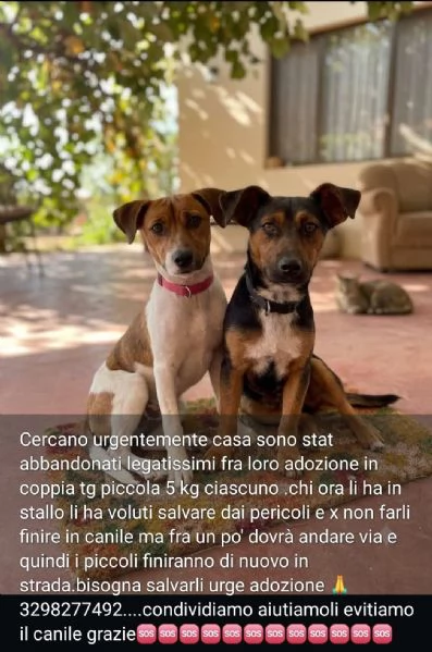 2fratellini 1anno kg5 INSEPARABILI a fine mese in strada! SARDEGNA