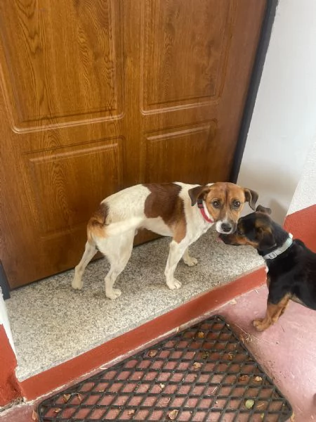 2fratellini 1anno kg5 INSEPARABILI a fine mese in strada! SARDEGNA | Foto 4